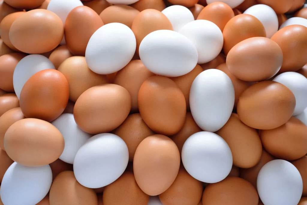 buy eggs in Michigan, Lowest price eggs michigan eggs, organic eggs,free range eggs, cage free eggs,